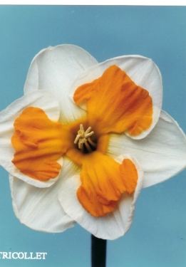 Narcis Tricolet